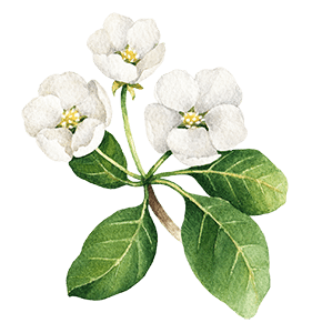 https://magical-albattani.132-148-79-197.plesk.page/wp-content/uploads/2020/10/floating_image_04.png