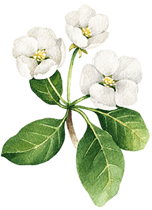 https://magical-albattani.132-148-79-197.plesk.page/wp-content/uploads/2020/10/floating_image_05.png