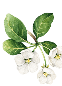 https://magical-albattani.132-148-79-197.plesk.page/wp-content/uploads/2020/10/floating_image_08.png