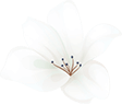 https://magical-albattani.132-148-79-197.plesk.page/wp-content/uploads/2020/12/home_04_flower_01.png